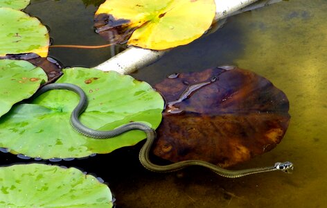Non toxic pond lily pad