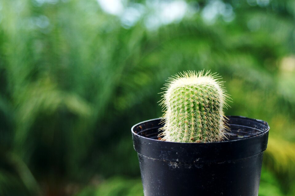 Plant green garden