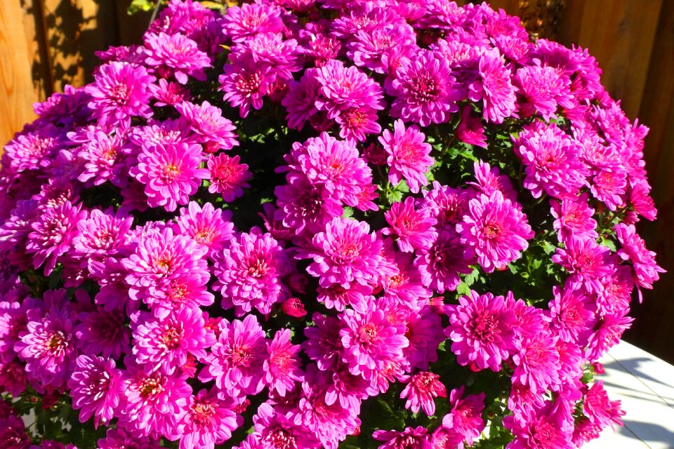 Herfstchrysanten flowers bloom
