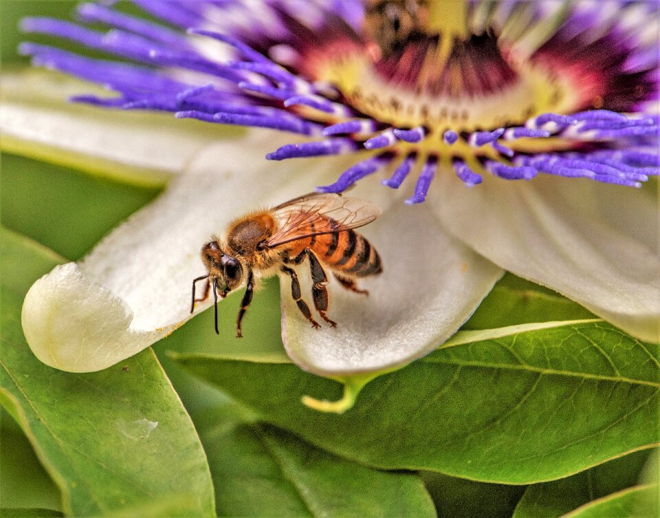 Macro passion flower bee