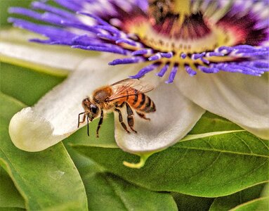 Macro passion flower bee
