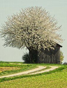 Field barn lane meadow photo