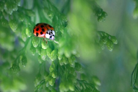 Insect insects leaves