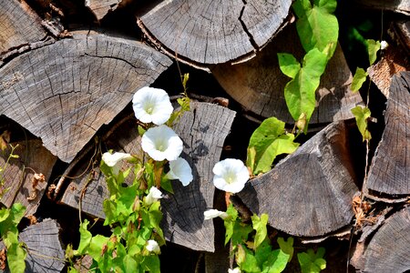 Holzstapel firewood climber plant