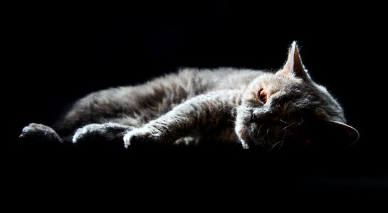 Domestic cat animal pet