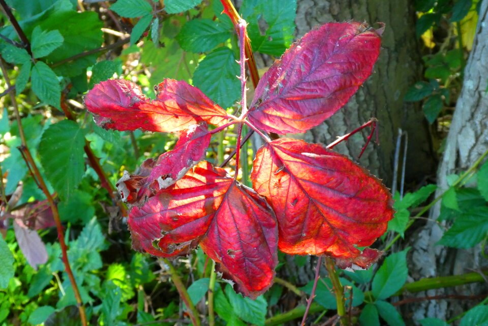 Leaves sheet colors