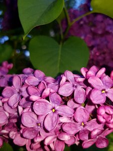 Purple tree spring photo