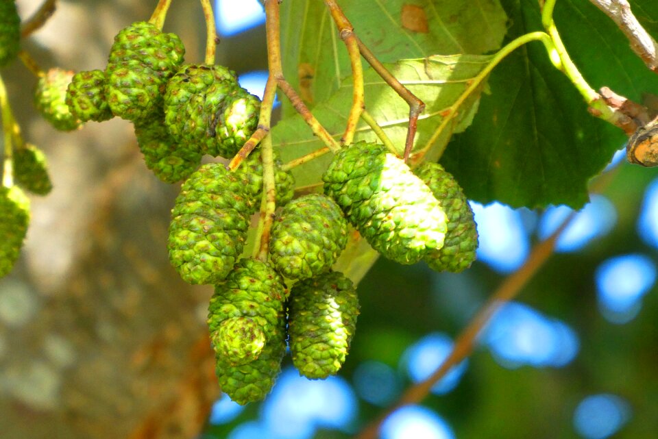 Alder up fall colors
