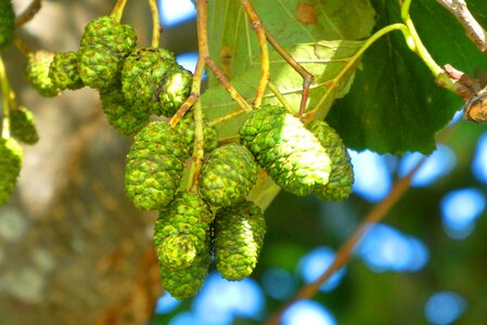 Alder up fall colors