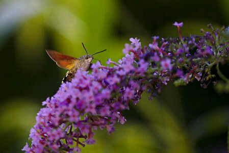 Hummingbird moths macro summer photo