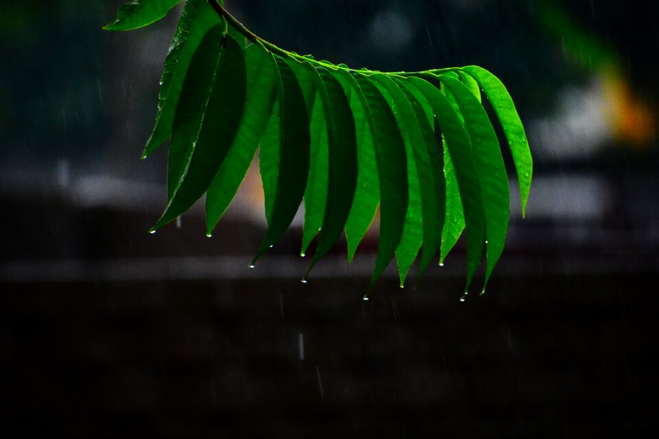 Leaf black rain black leaf
