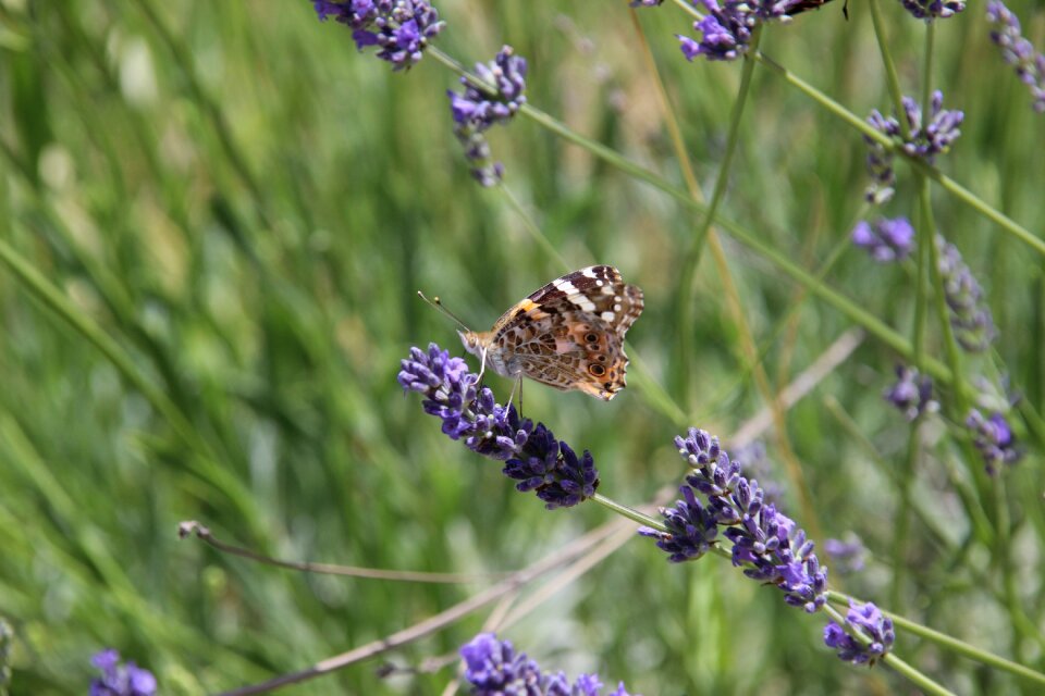 Field summer butterfly