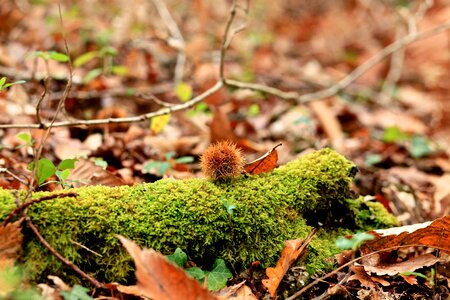 Wood flora autumn