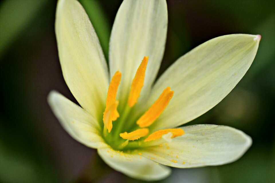 Stamen pollens macro