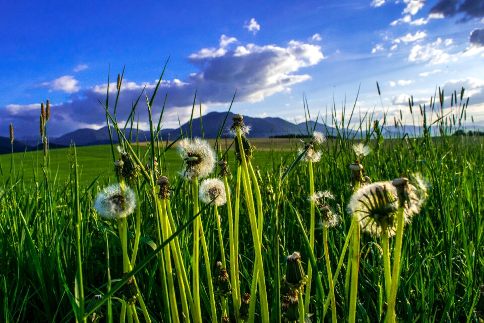 Grass meadow green