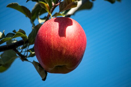Fruit branch summer