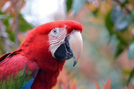 Nature colorful bill