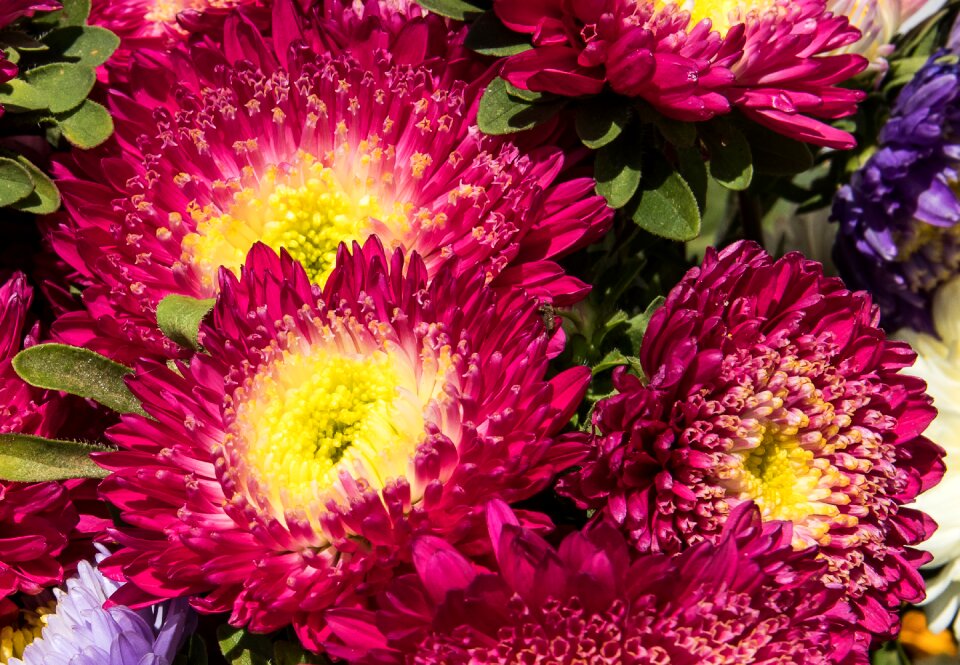 Plant nature ornamental plant