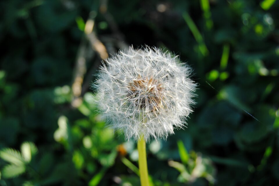 Meadow nature fluff
