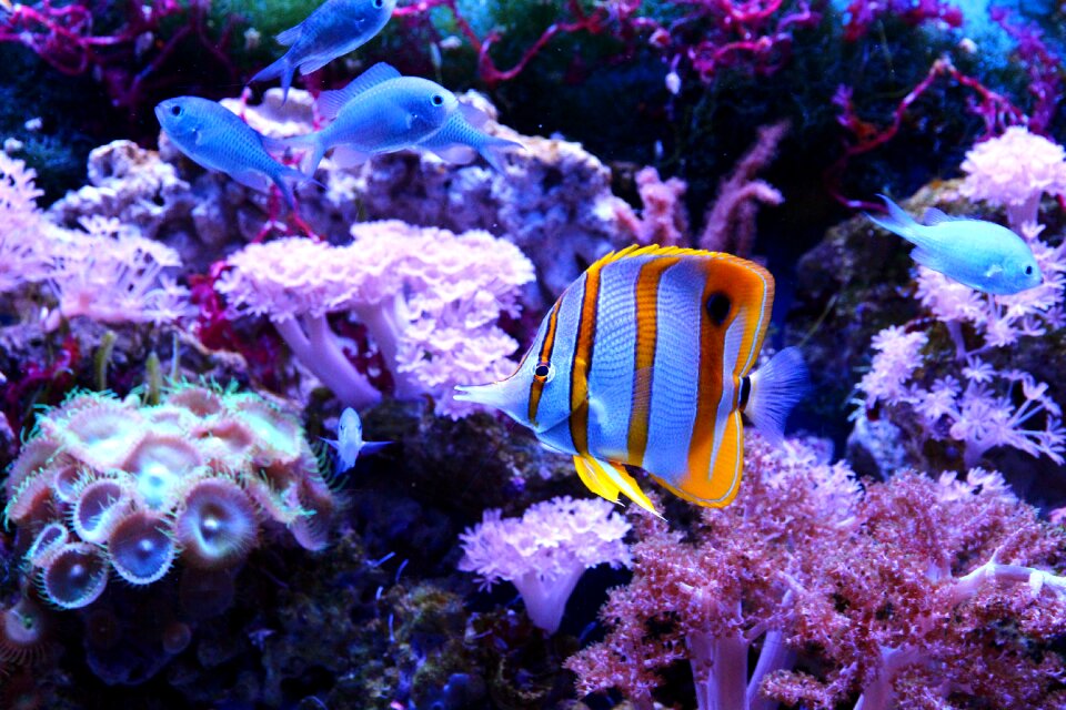 Fish animals sea ​​fish
