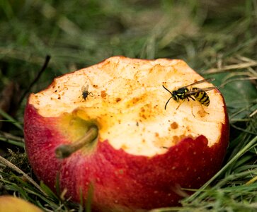 Wasp fly insect