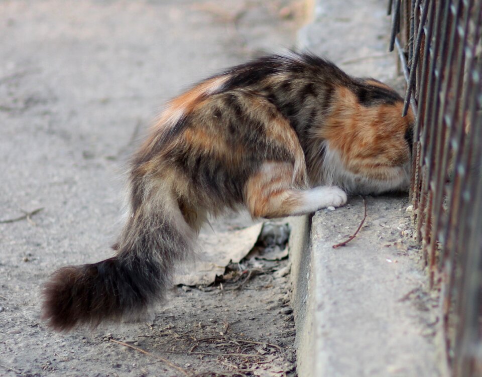 Fence pet fluffy