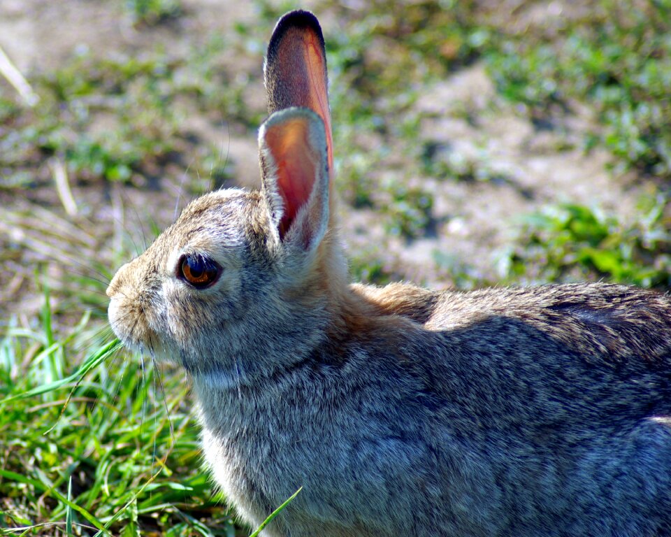Bunny animal wildlife