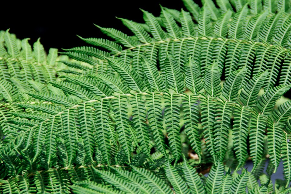 Nature leaves ecology