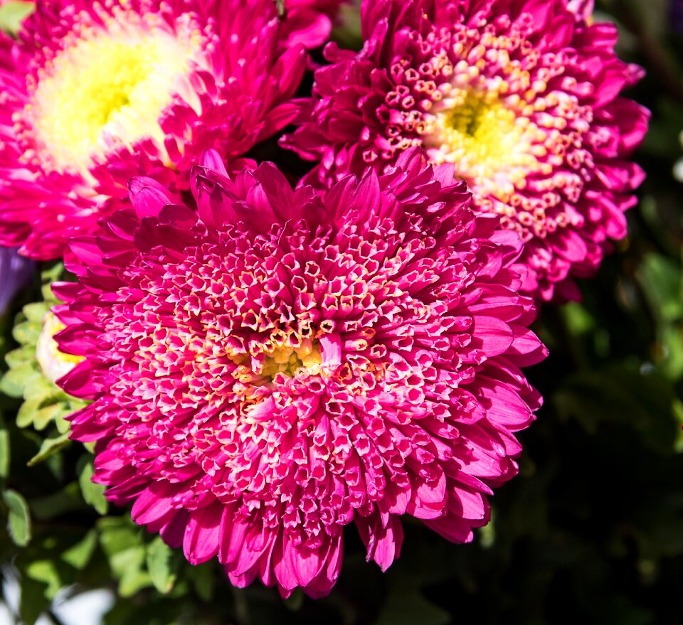 Plant nature ornamental plant