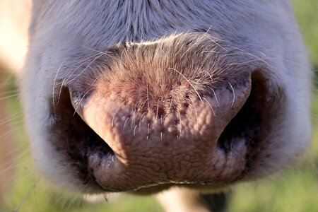 Close up animal agriculture photo