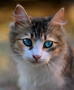 Blue eyes about pet