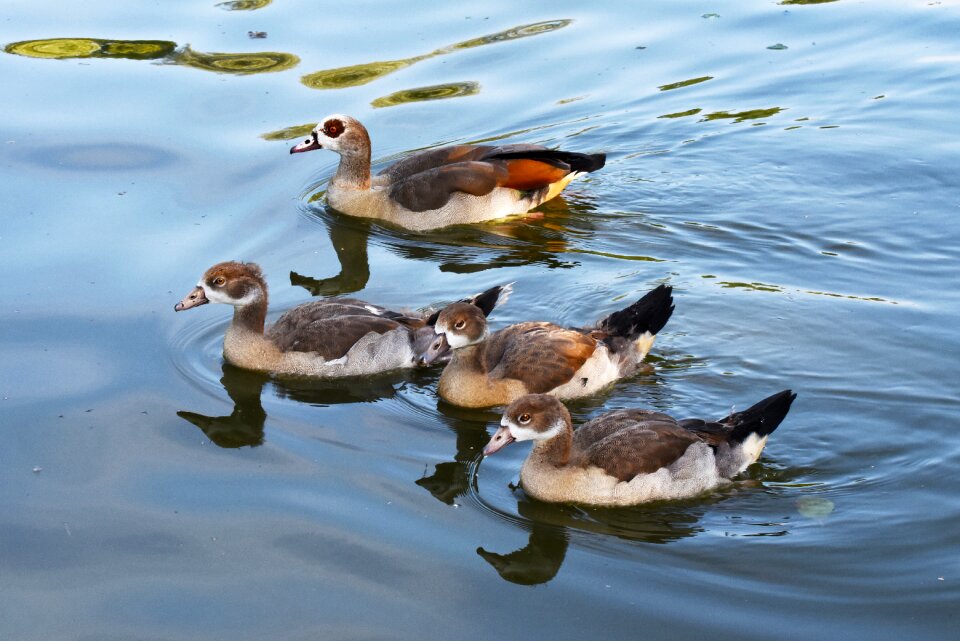 Bird waterbird waterfowl