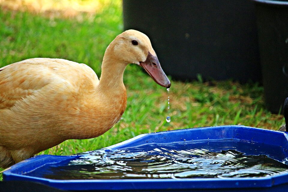 Livestock bird nature