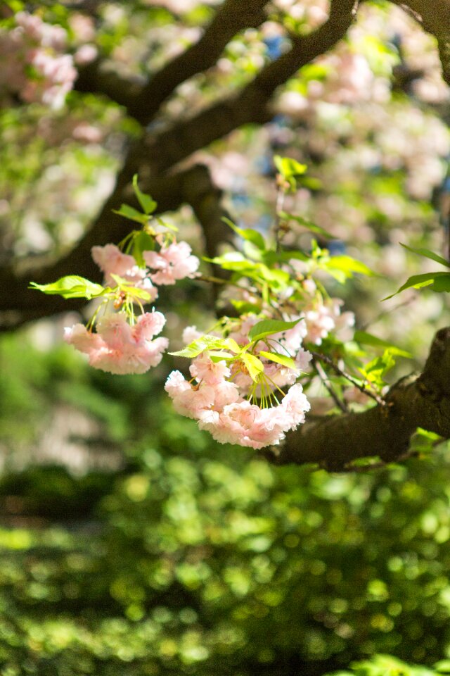 Cherry nature flowering tree
