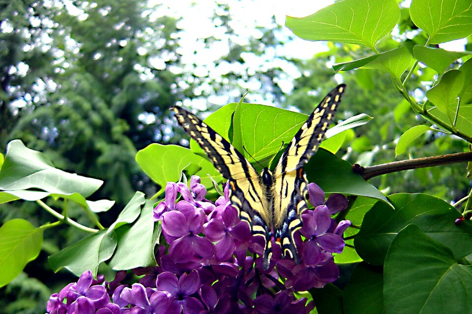Wing colorful summer