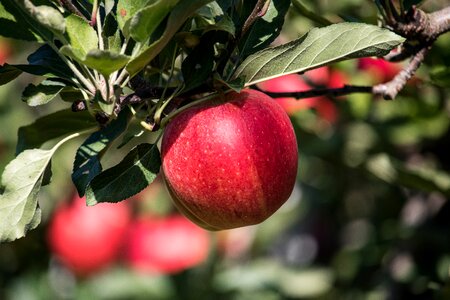 Fruit branch summer photo