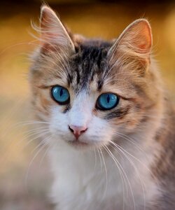 Feline cat's eyes brown cat photo