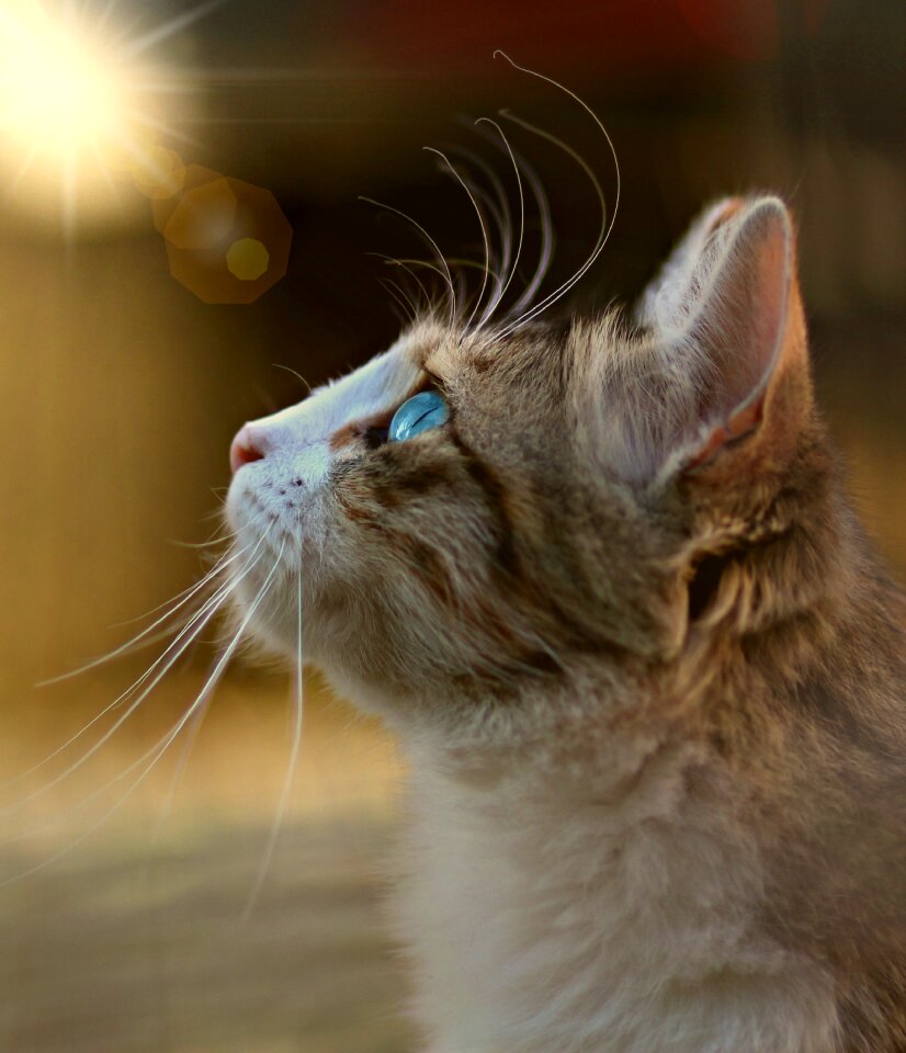 Blue eyes about pet