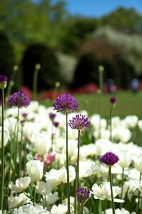 Flowers flower spring flowers