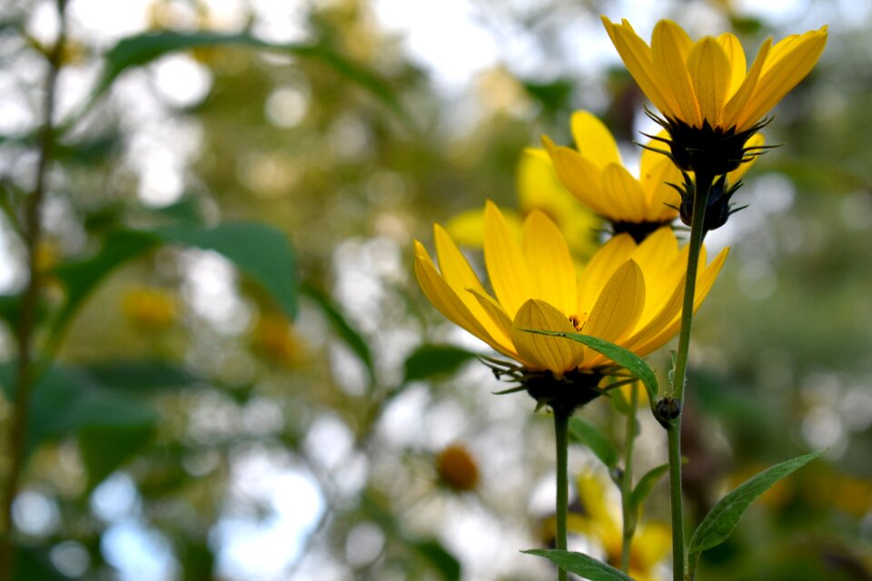 Flower yellow nature