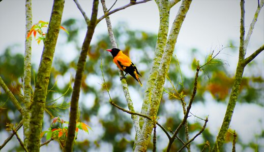 Outdoors tree wildlife