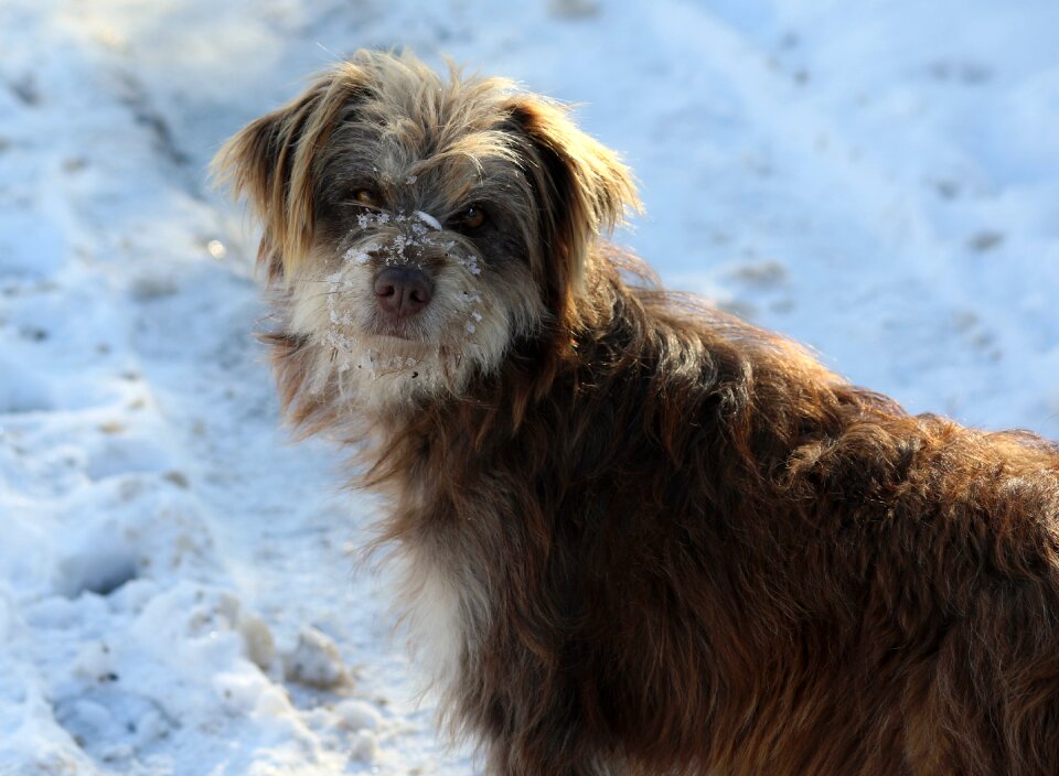 Cold pet brown