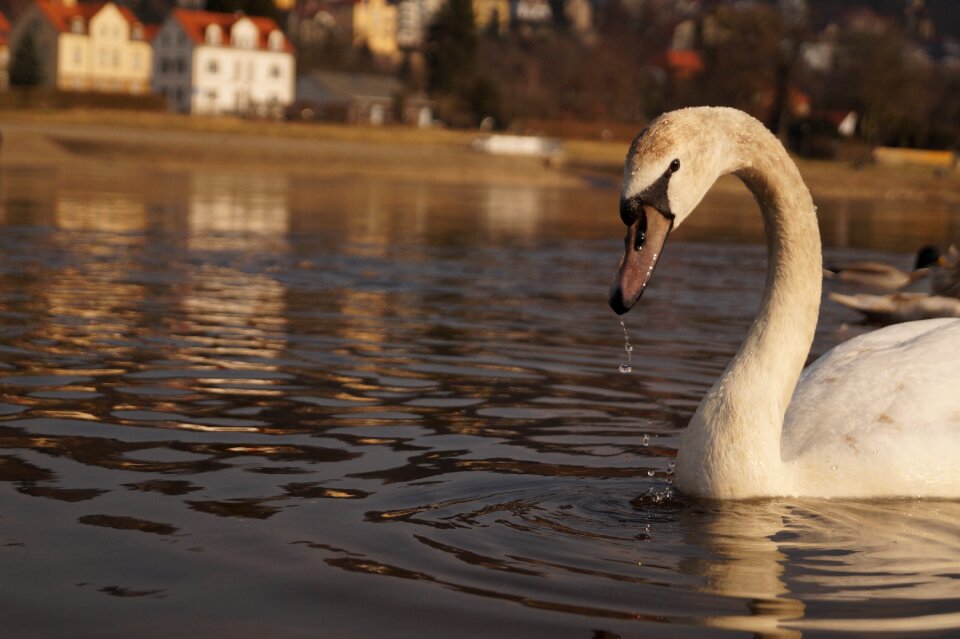 Elbe swan landscape