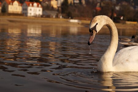 Elbe swan landscape photo