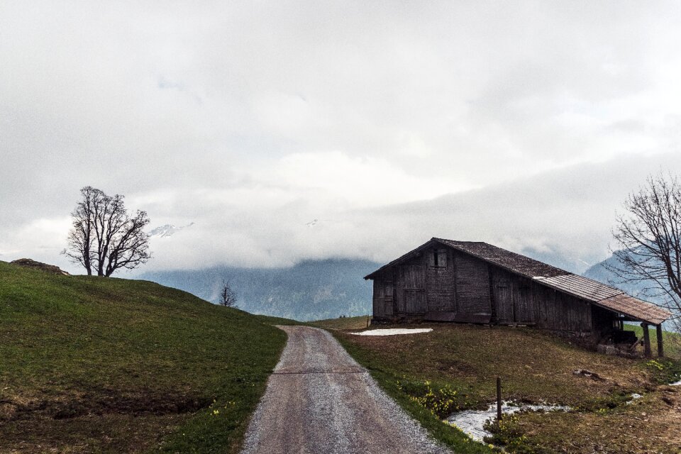 Tree wooden switzerland