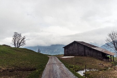 Tree wooden switzerland