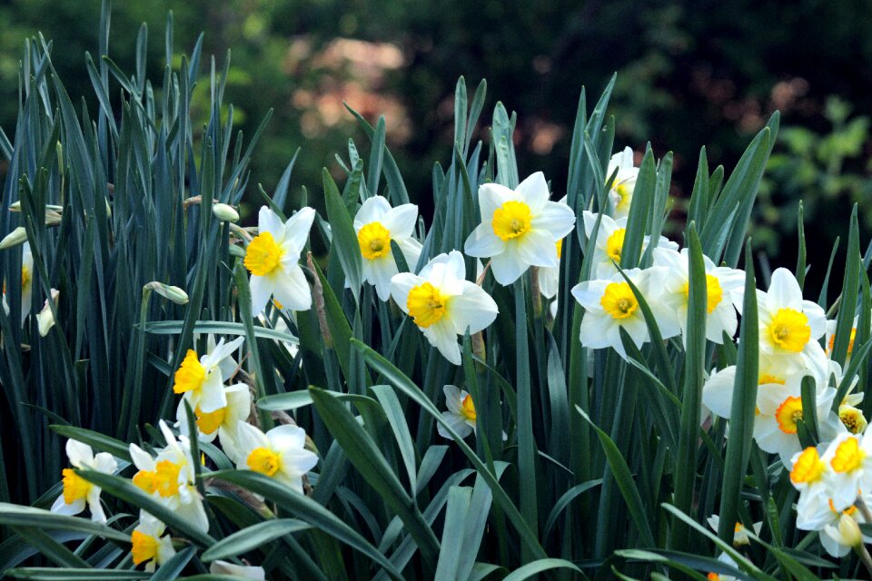 Garden spring spring flowers