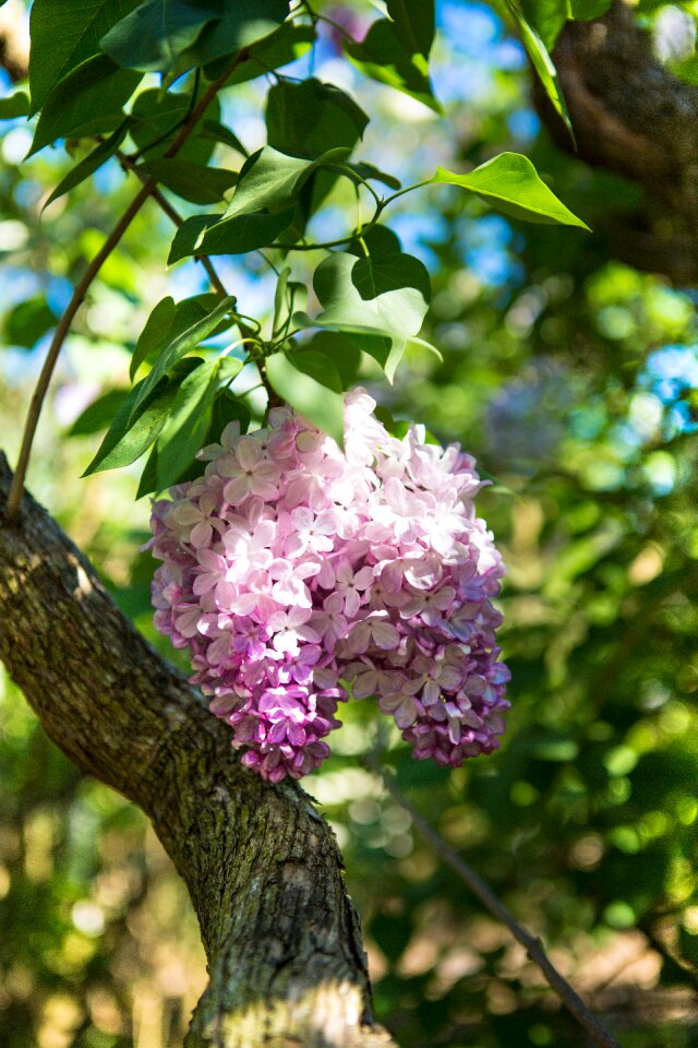 Spring flowers lilac bush