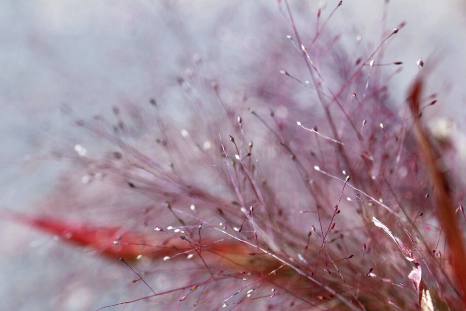 Nature decor pink
