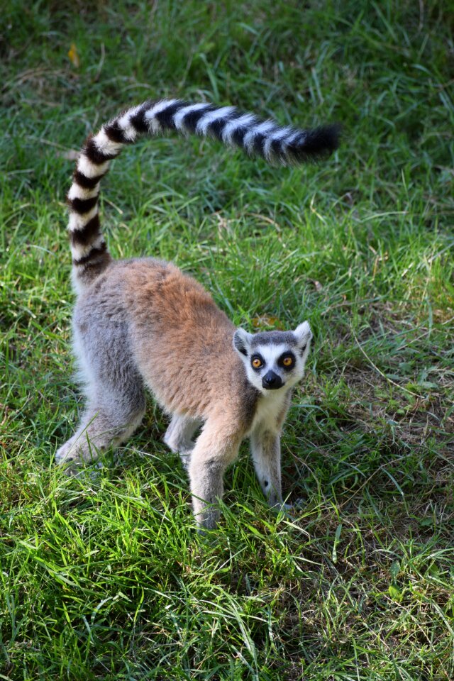 Primate animal striped